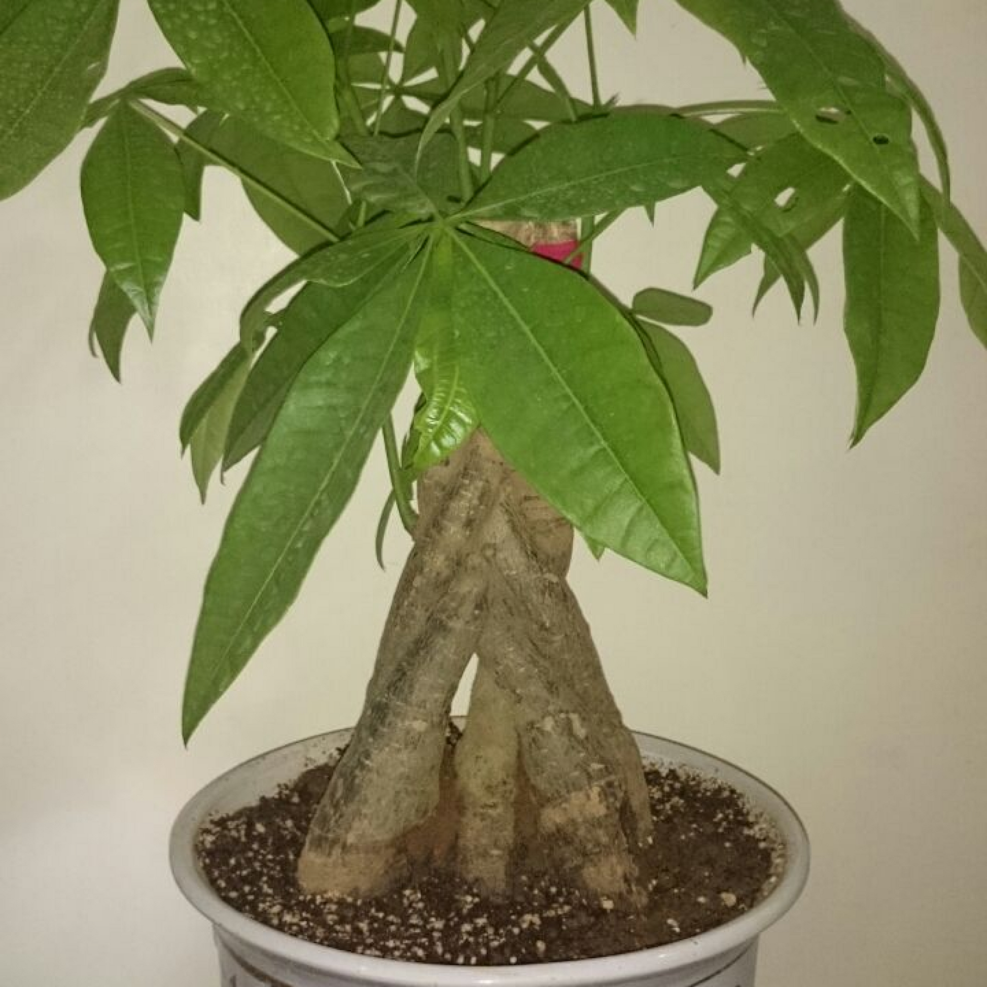 Pachira Single Bud Plant