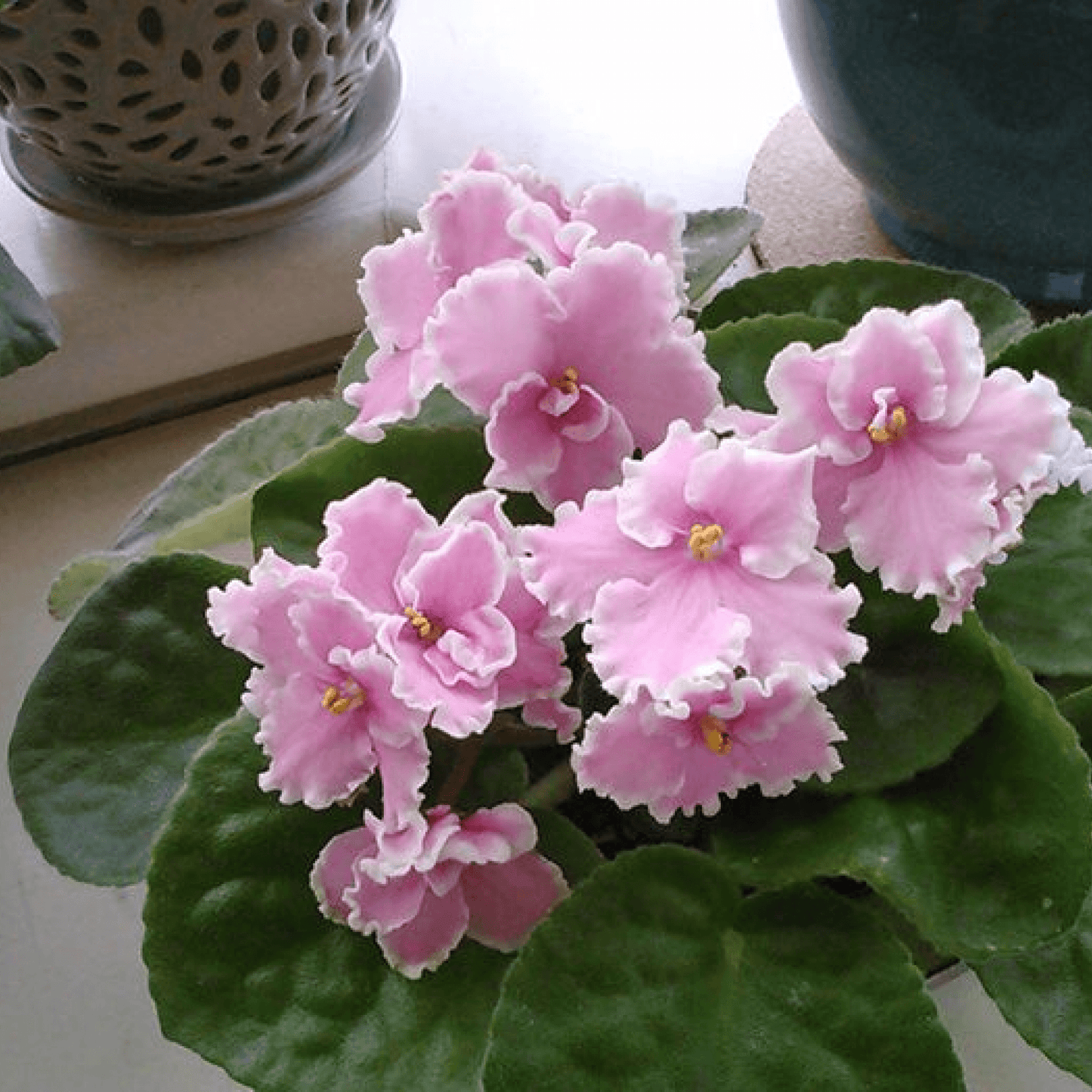 African Violets (Baby Pink) - Plant