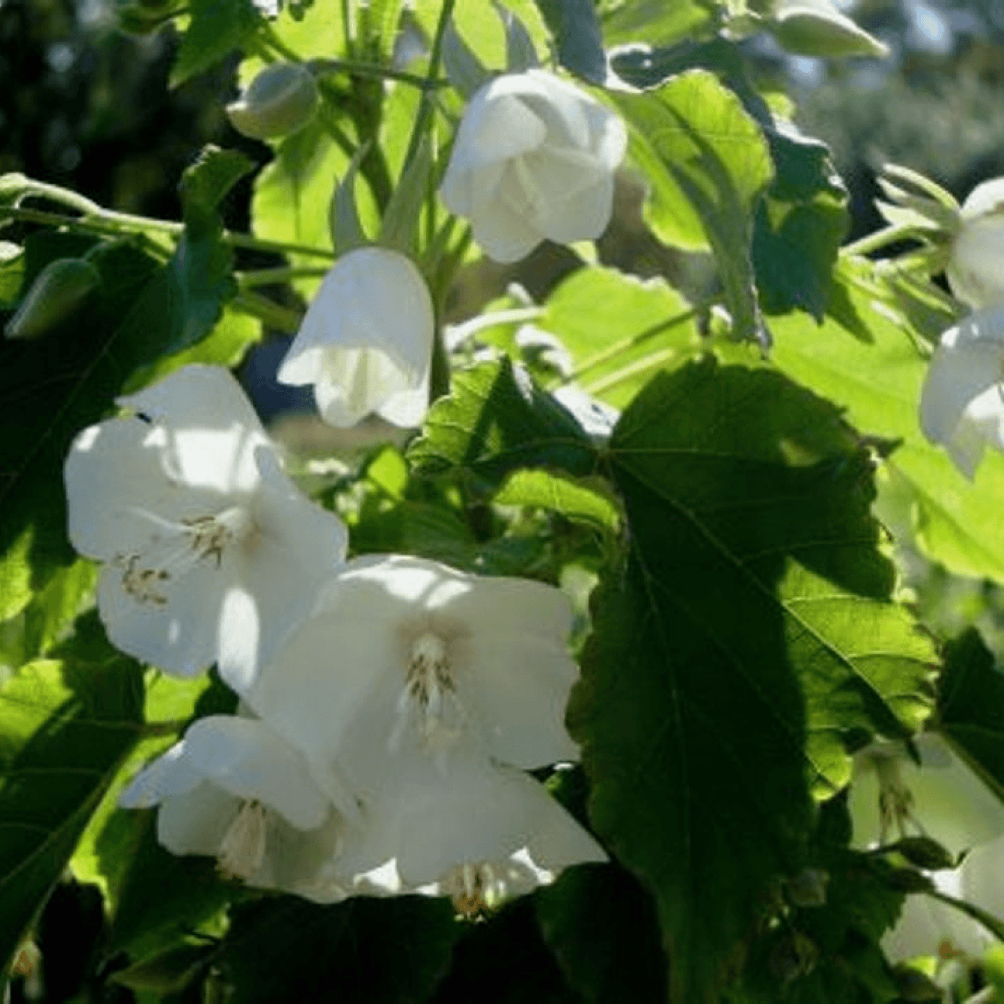 Dombeya Natalensis Plant