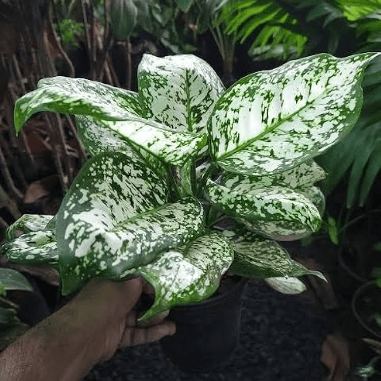 Aglaonema White Lightning - Plant