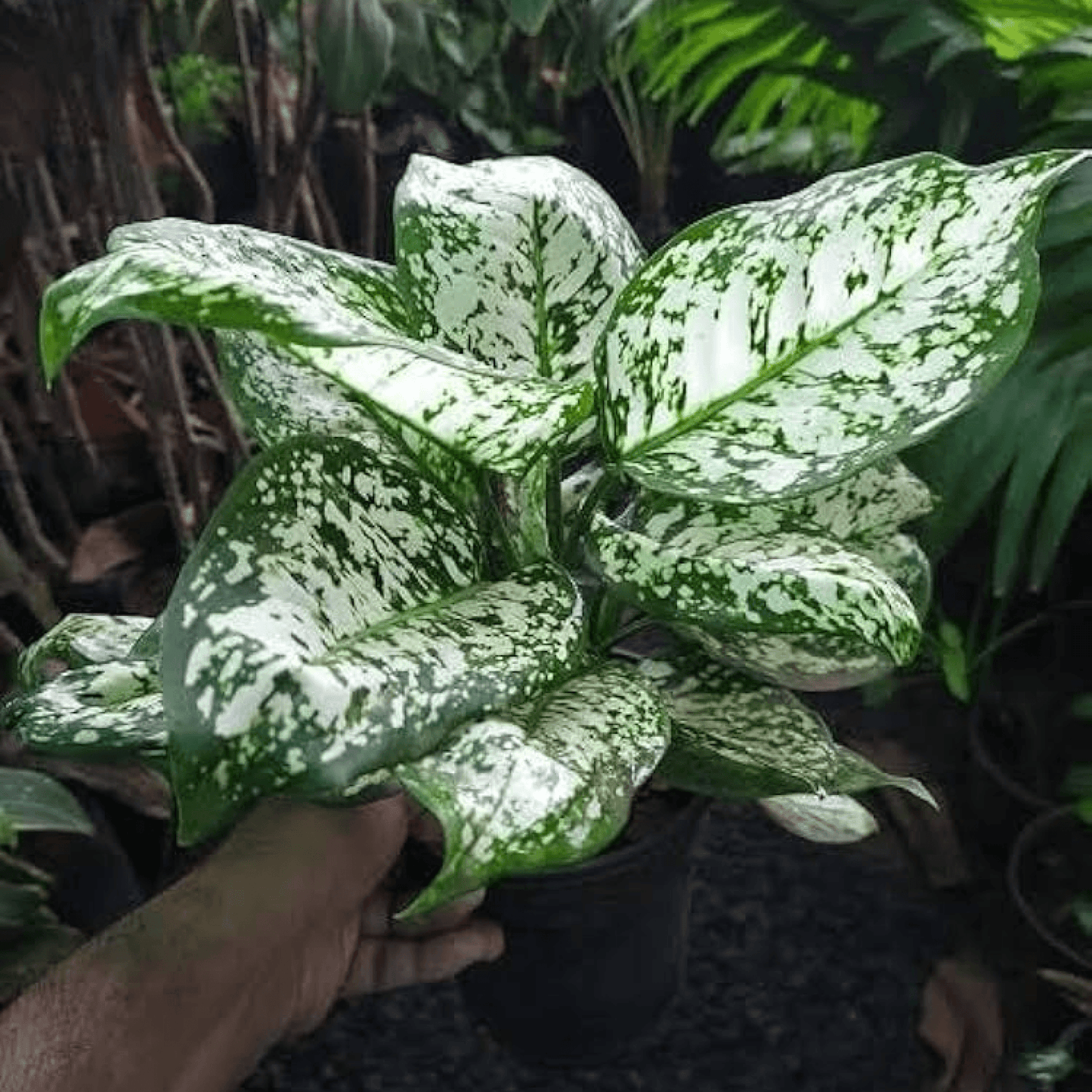 Aglaonema White Lightning Plant