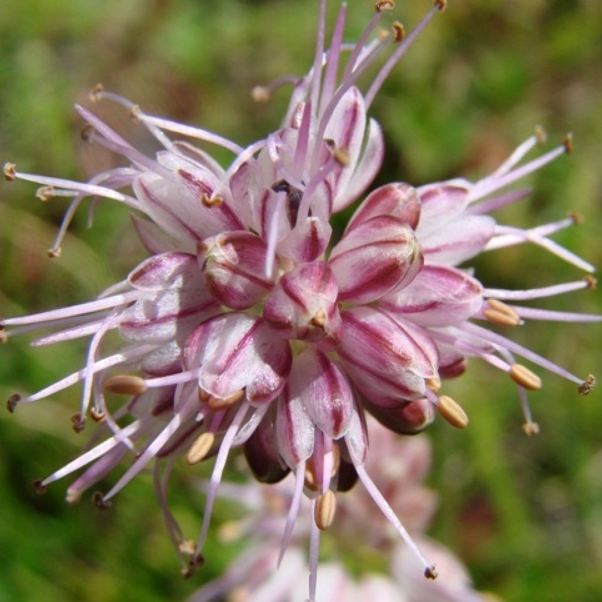 Allium Stracheyi Plant