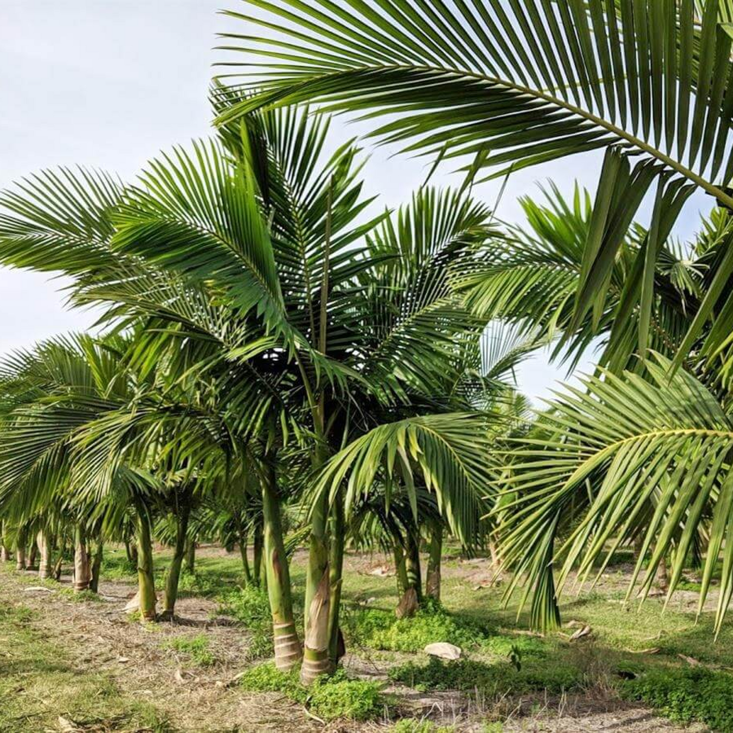 King Palm Archontophoenix Plant