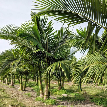 King Palm, Archontophoenix Alexandrae - Plant