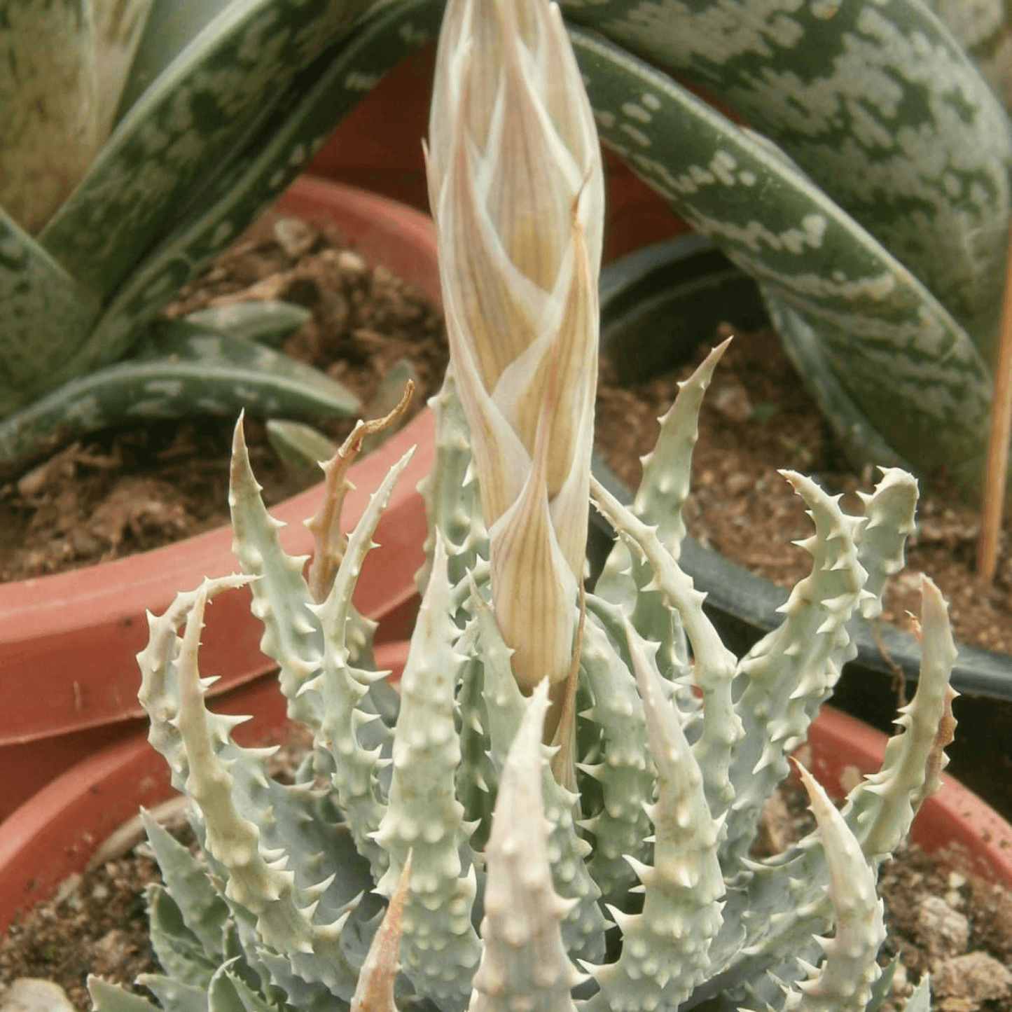 Aloe Humilis - Succulent Plant