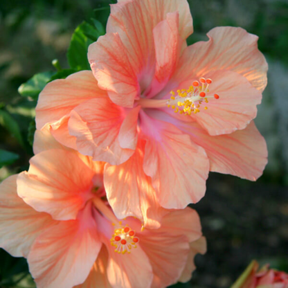 Hibiscus Gudhal Peach Double Flower Plant