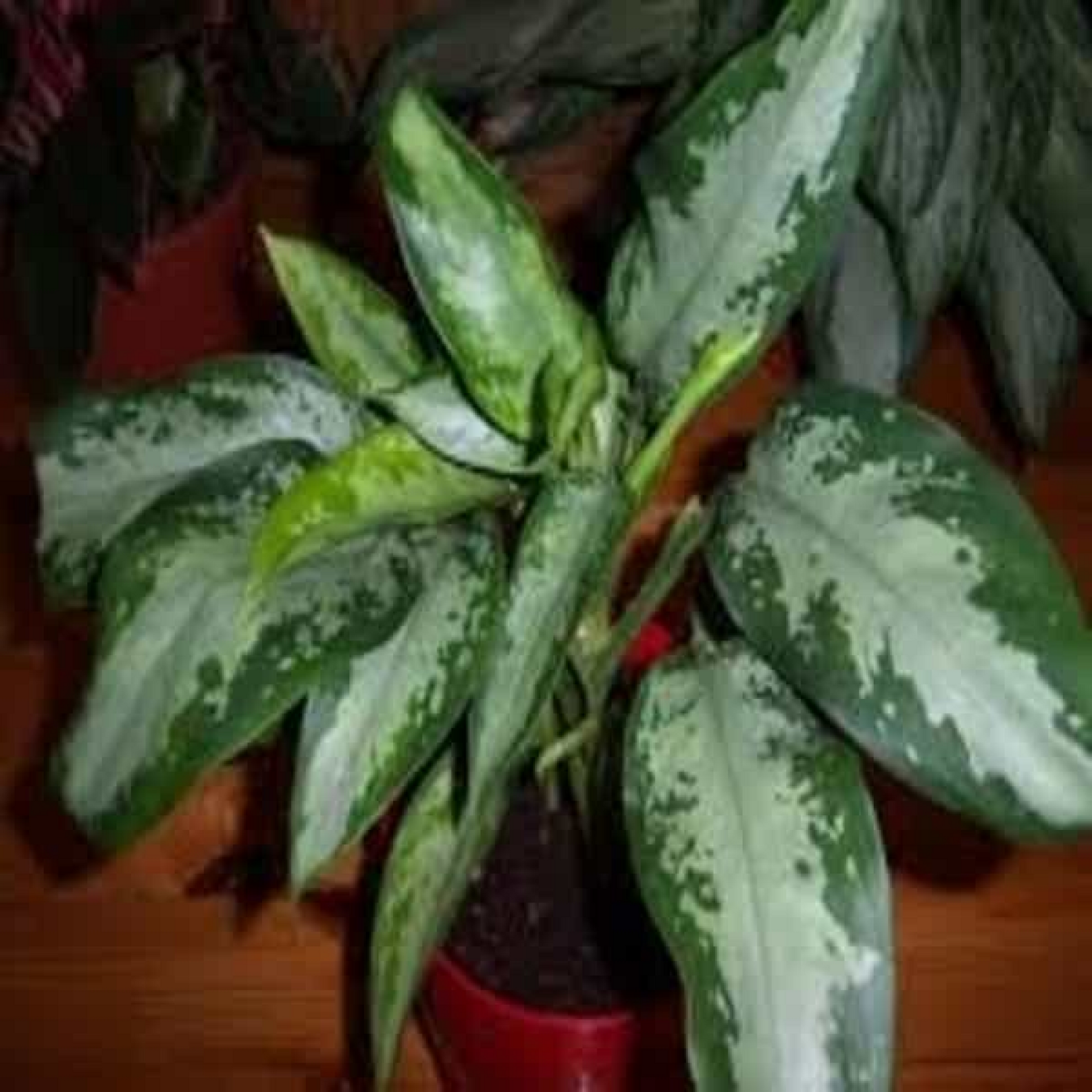 Aglaonema Jubilee Petite Plant