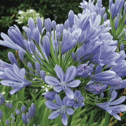 Agapanthus Africanus Minor Plant