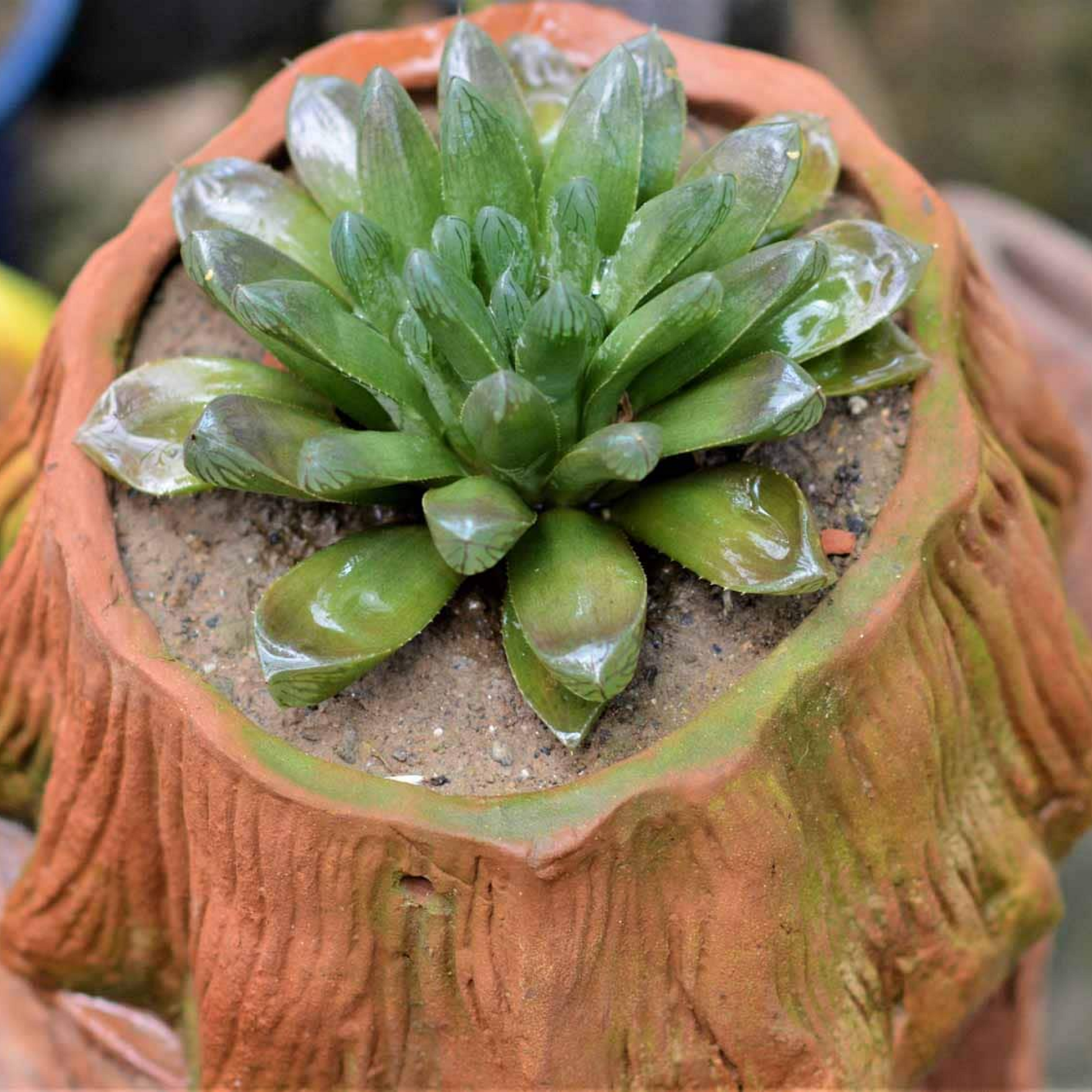 Haworthia cooperi Succulent Plant