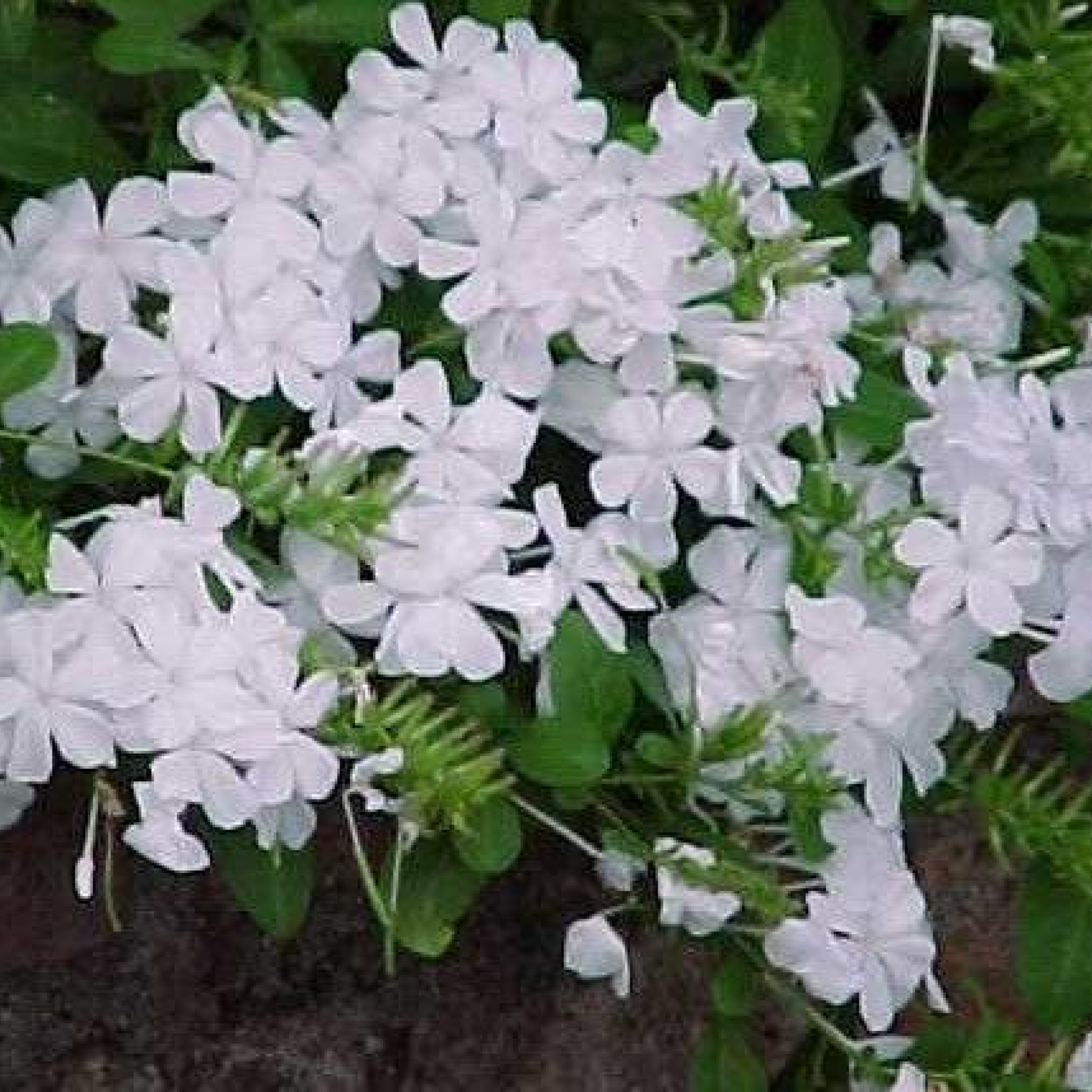 Plumbago White Plant