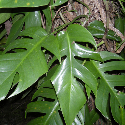 Rhaphidophora laciniata Plant
