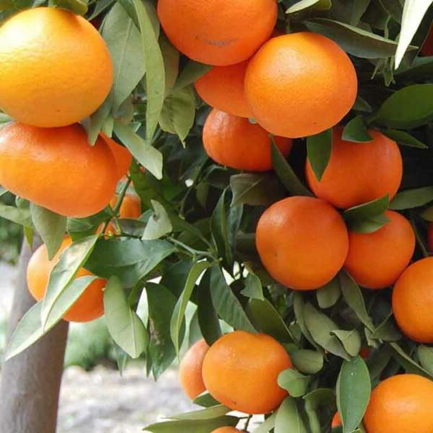 Ornamental Orange Fruit Plant 