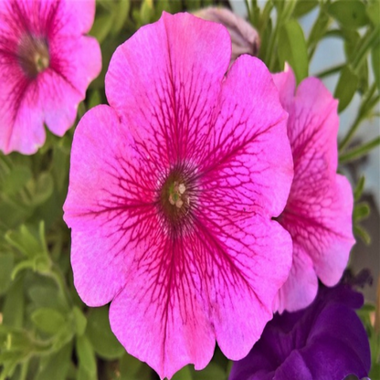 Petunia (Any Color) Plant