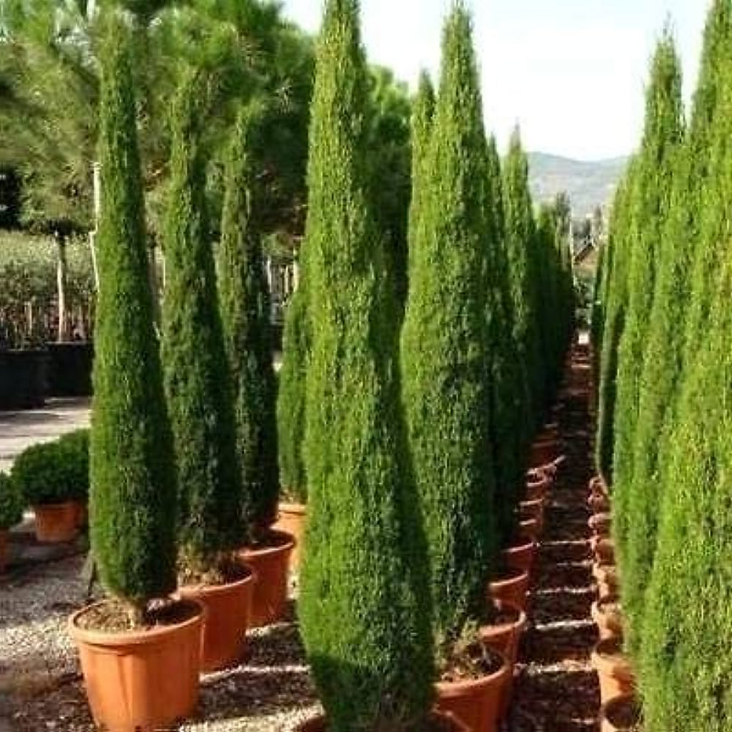 Pencil Pine Cypress sempervirens Plant