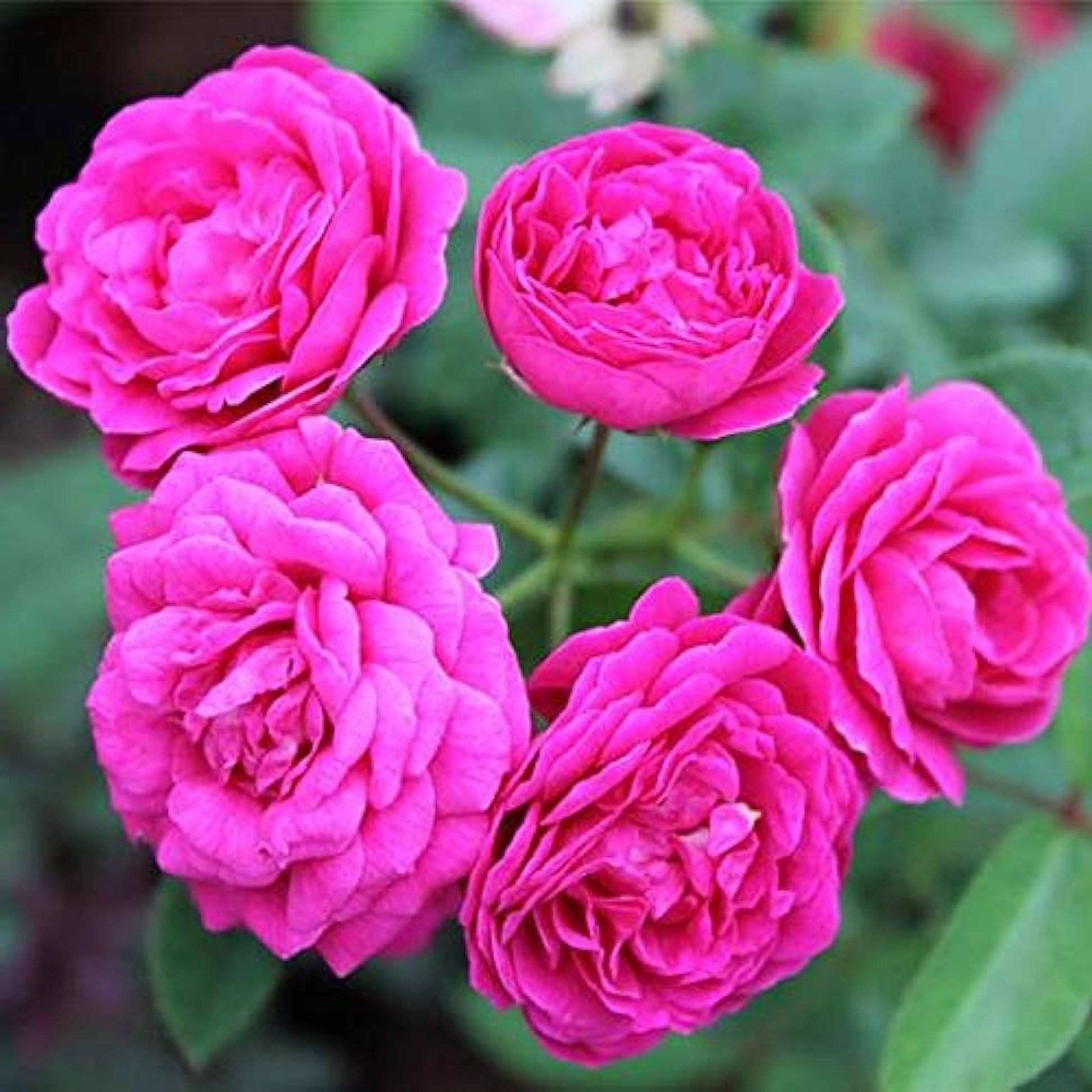 Miniature Button Rose (Any Color) Plant