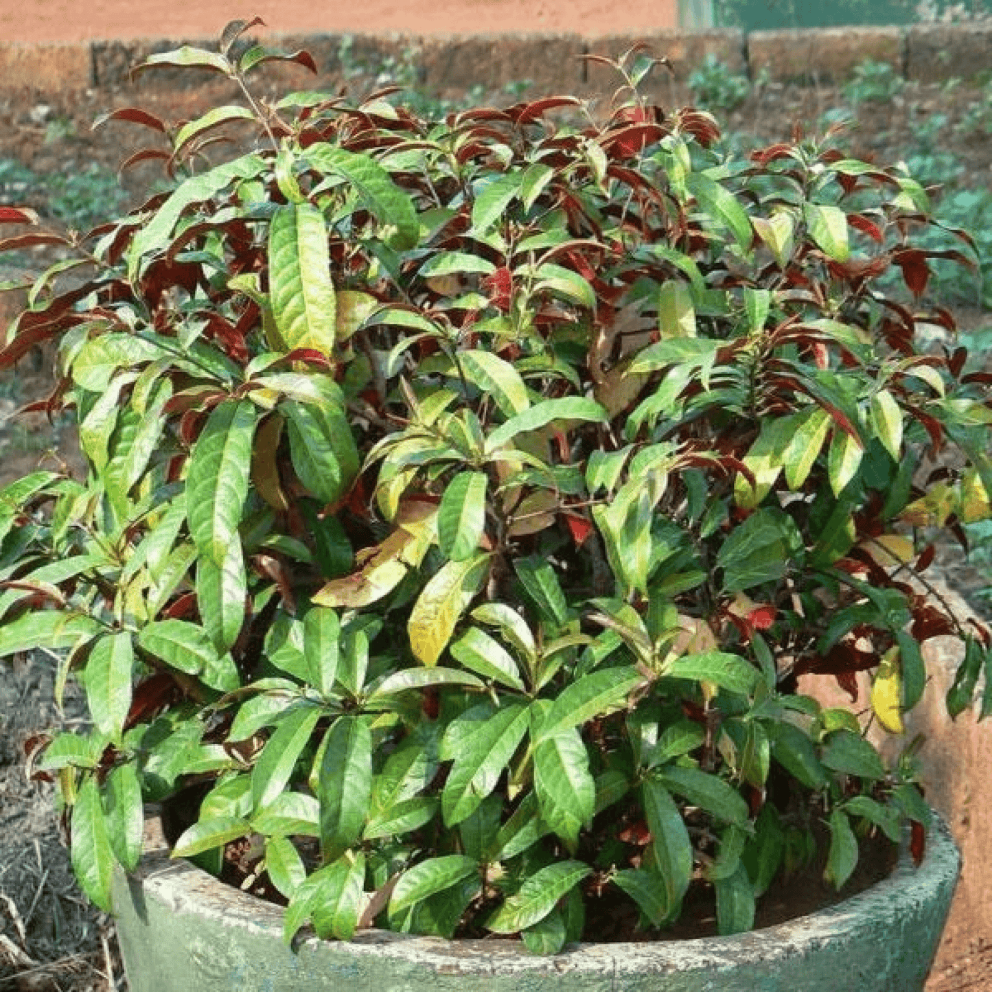 Excoecaria Plant