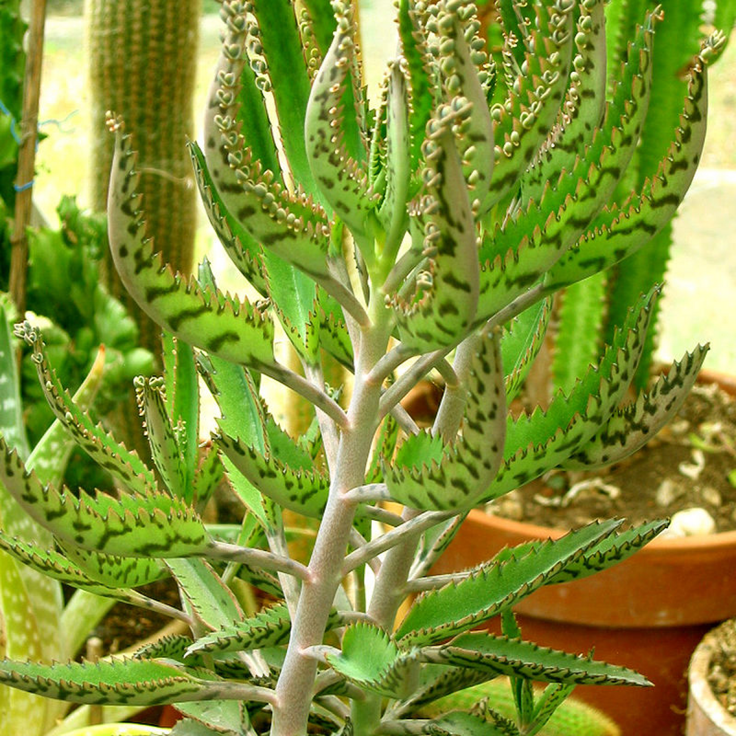 Kalanchoe houghtonii Succulent Plant