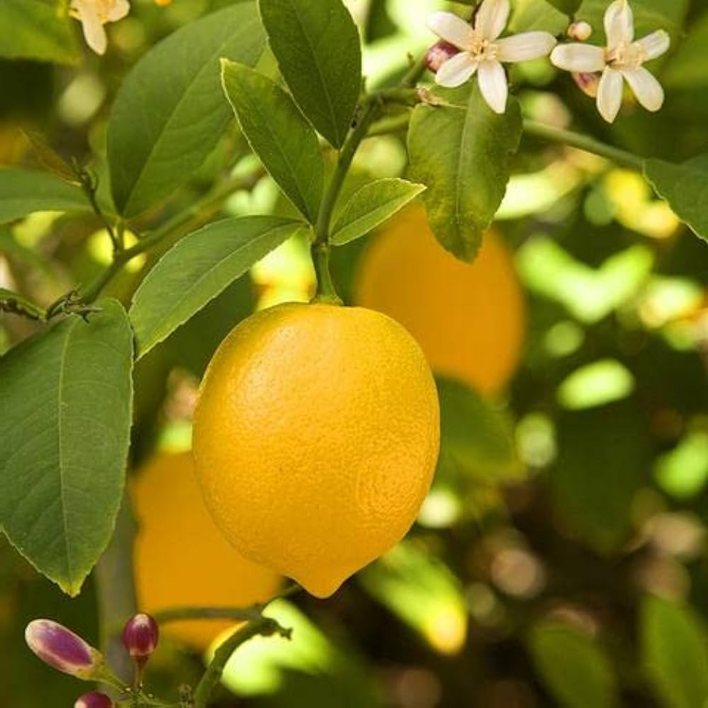 Kagzi Nimboo, Lemon Tree - Plant