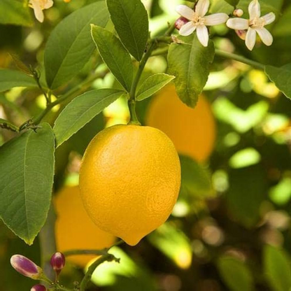 Kagzi Nimboo Lemon Tree Plant