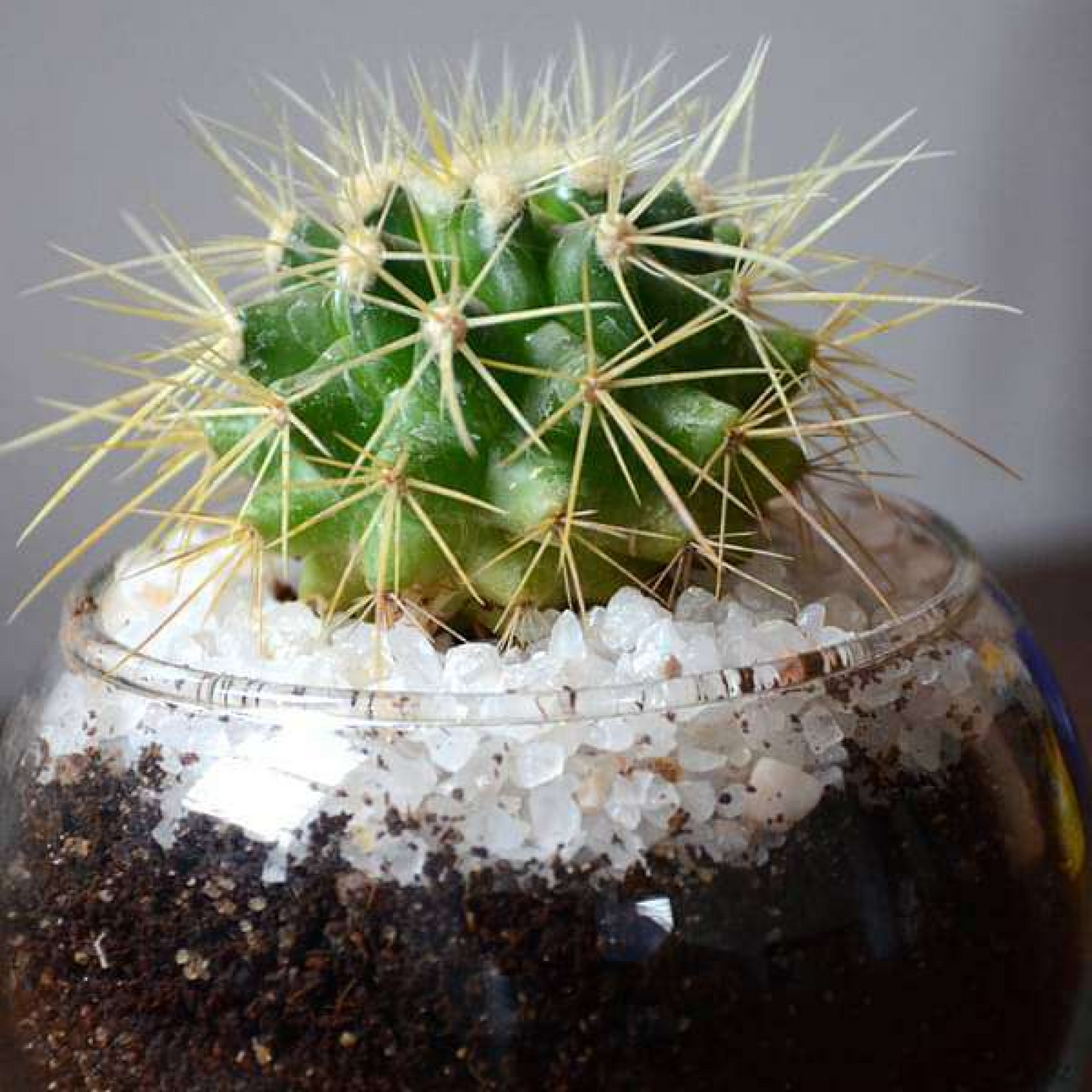 Small Haworthia spherical bowl (3in Ht)