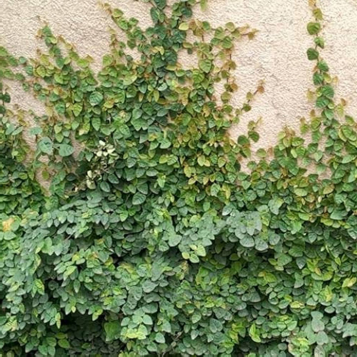 Ficus Creeping fig (Hanging Basket) Plant