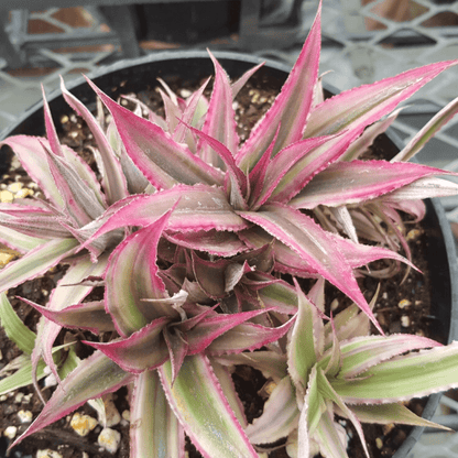 Cryptanthus tiger lily Plant