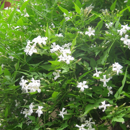 Jasminum flexile Plant