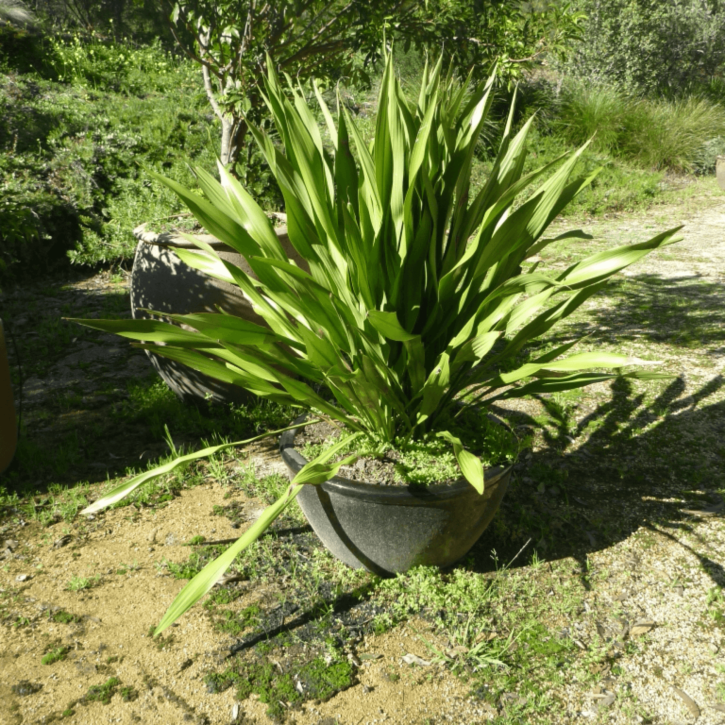 Doryanthes Excelsa Plant