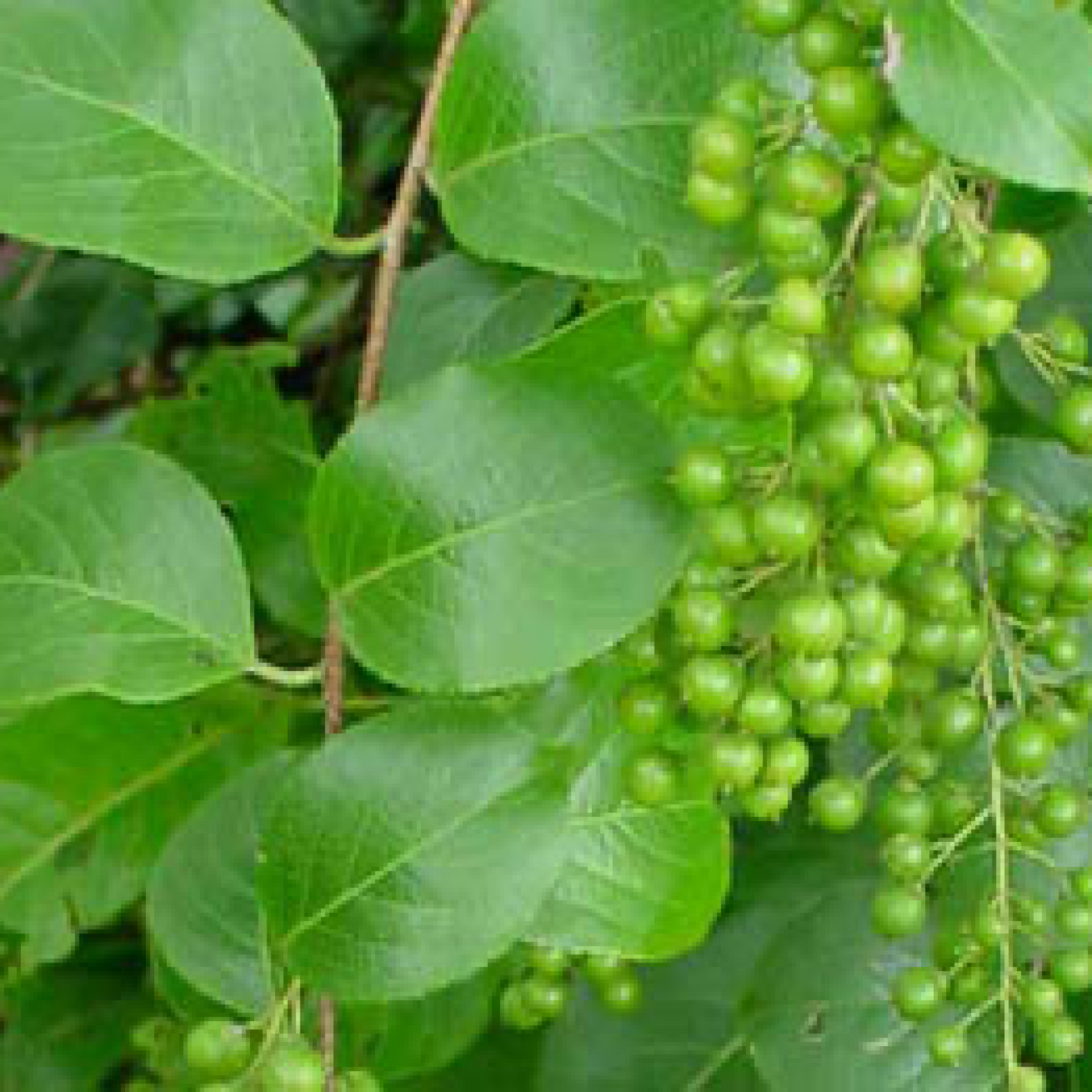 Staff Tree Plant