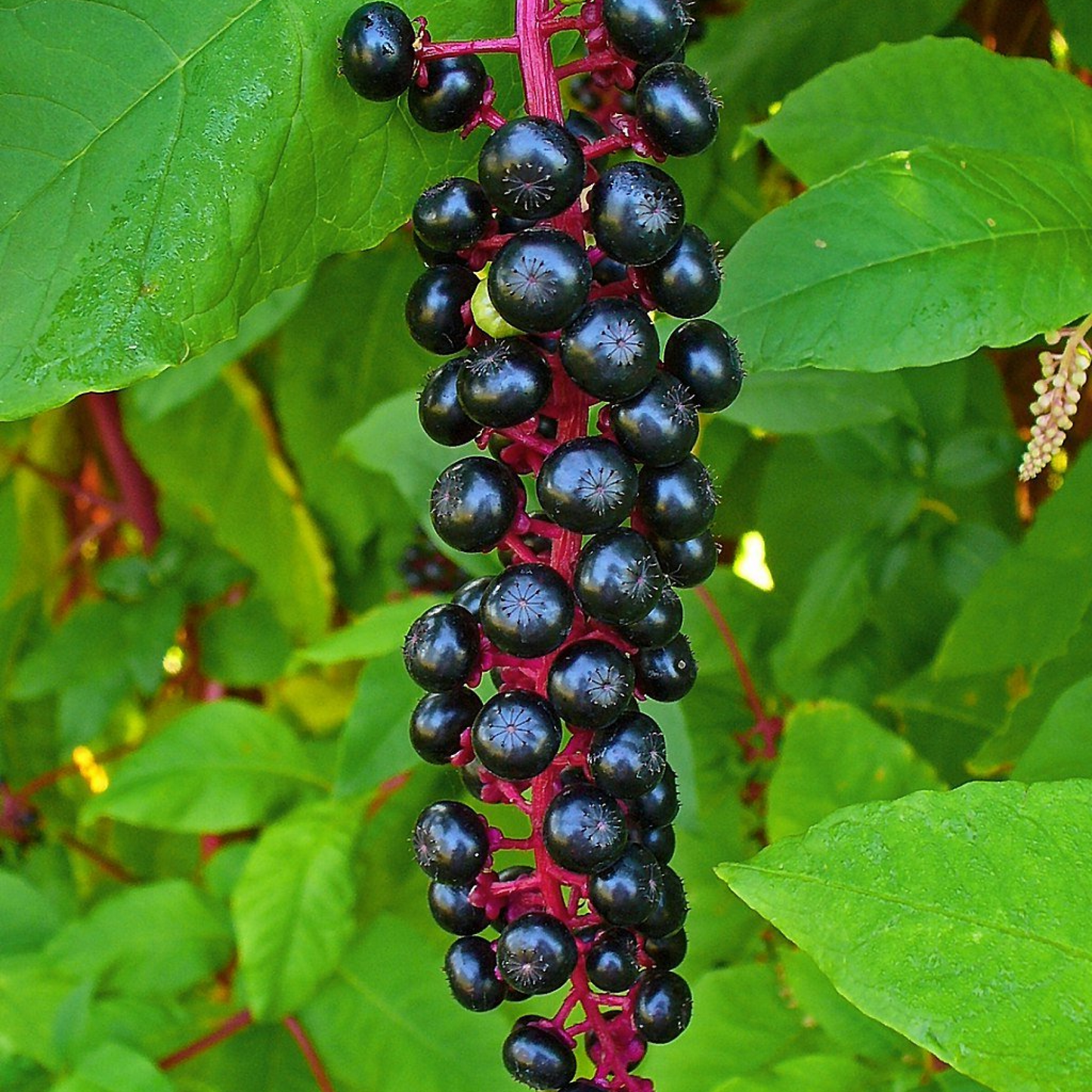 Pokeberry Plant