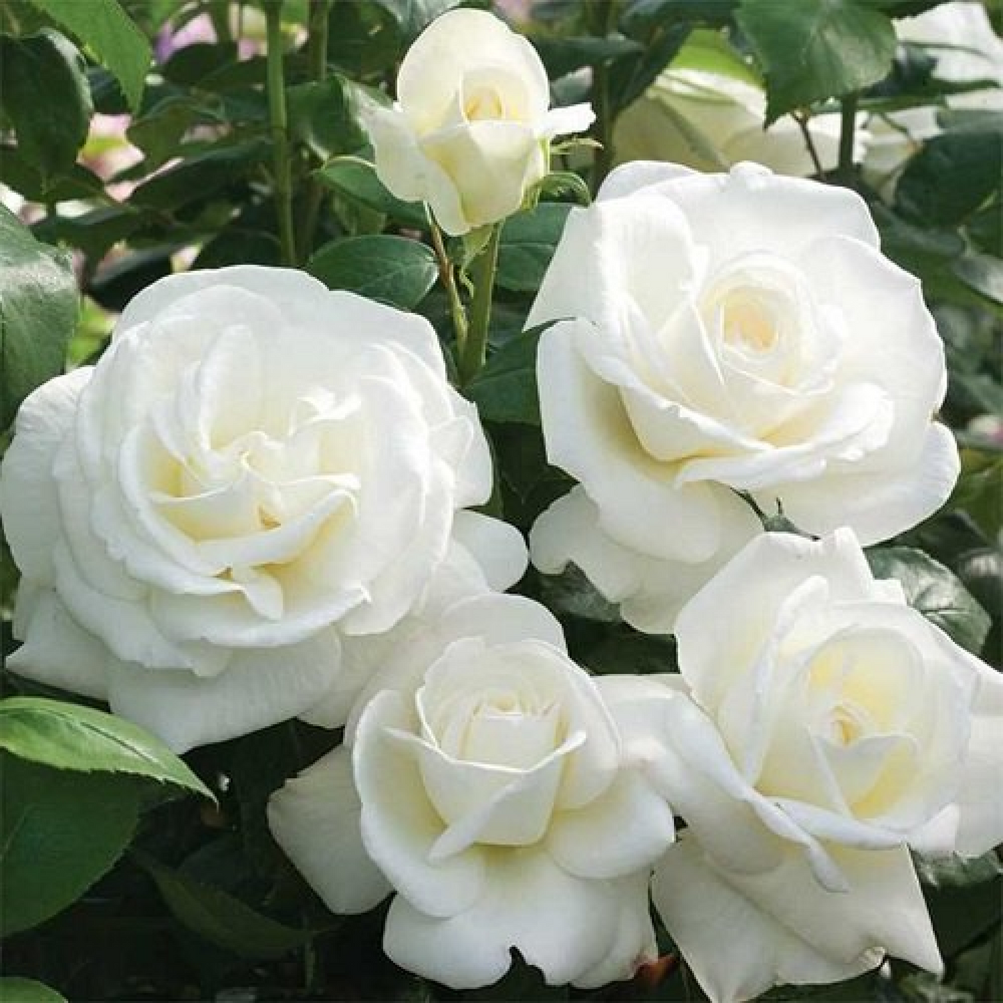 Rose (White) - Plant