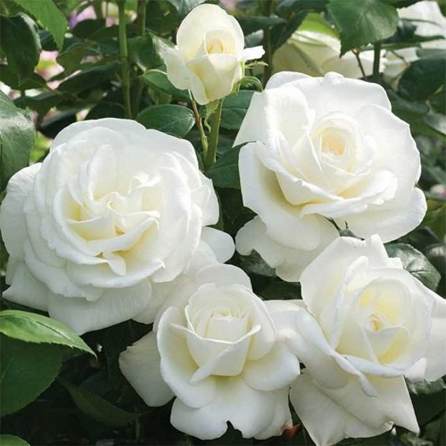 Rose (White) Plant