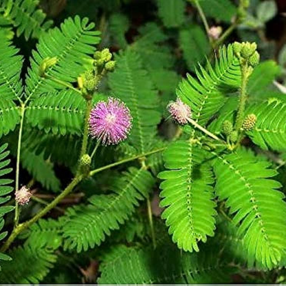 Shami Tree Prosopis cineraria Plant