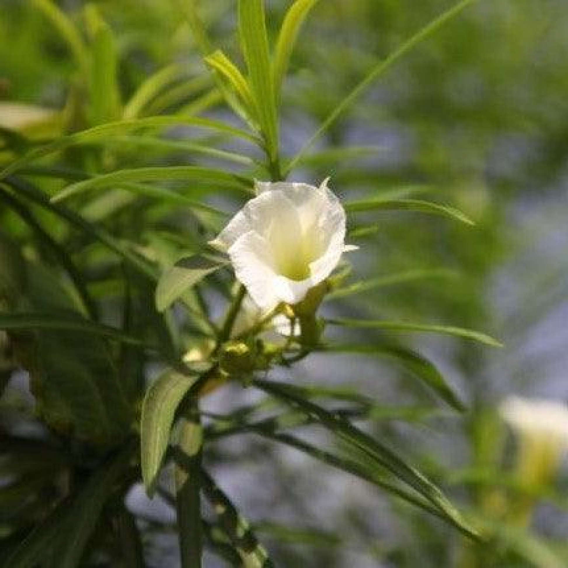 Thevetia nerifolia alba Plant