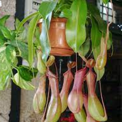 Pitcher Nepenthes (hanging basket) Plant
