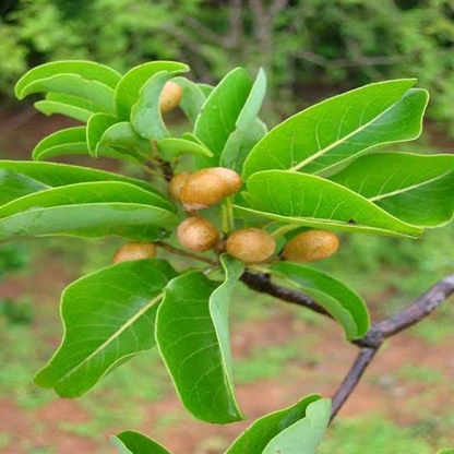 Madagascar Almond Mini Badam Plant