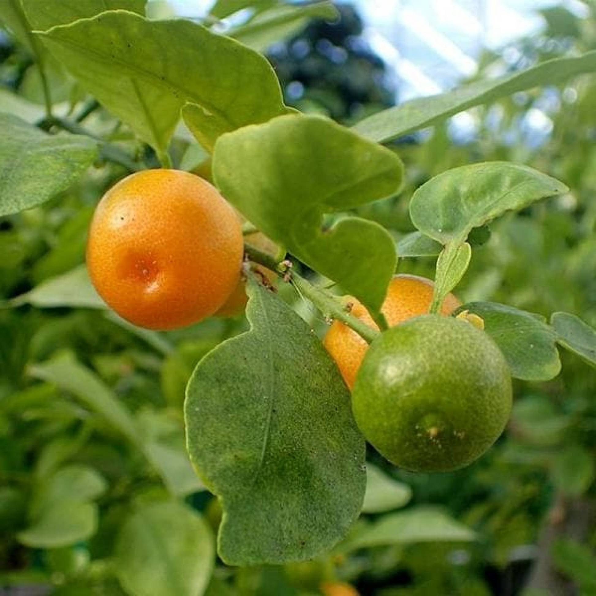 Mosambi Sweet Lime (Grafted) Plant