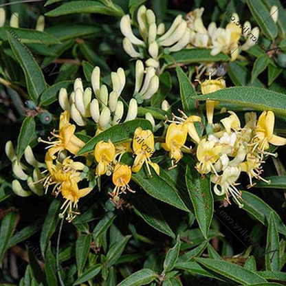 Lonicera Acuminata Plant