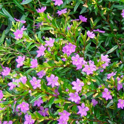 Cuphea Hyssopifolia ( Lavender Colour) - Plant
