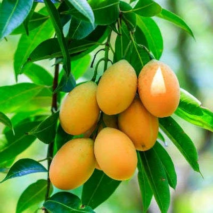 Mango Himsagar Aam Himsagar Plant