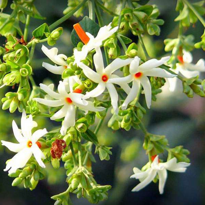 Flower of West Bengal Parijatak Plant