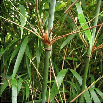 Sacred Bamboo Fargesia dracocephala Plant