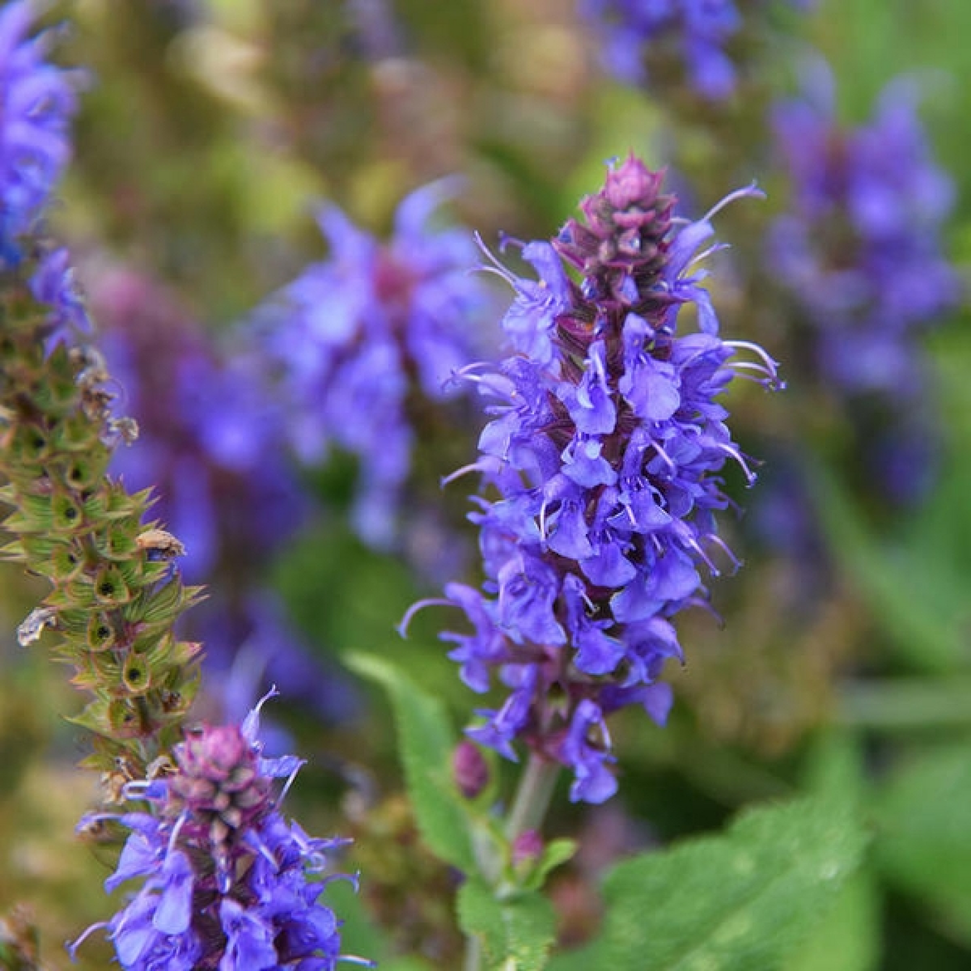 Hyssopus officinalis Plant