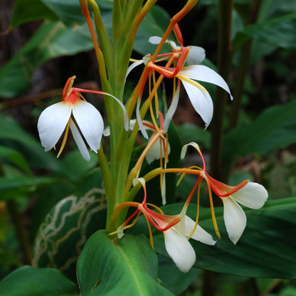 Hedychium spicatum Plant