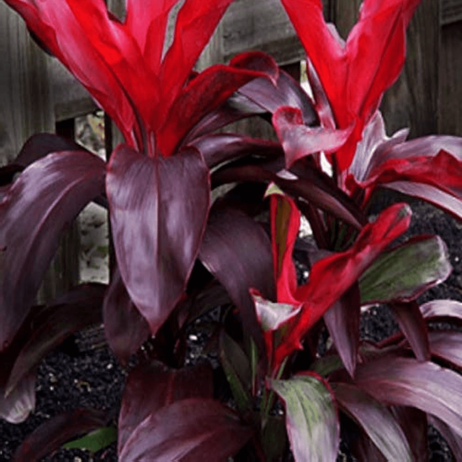 Dracaena Mysore Ruby Baby Doll Plant