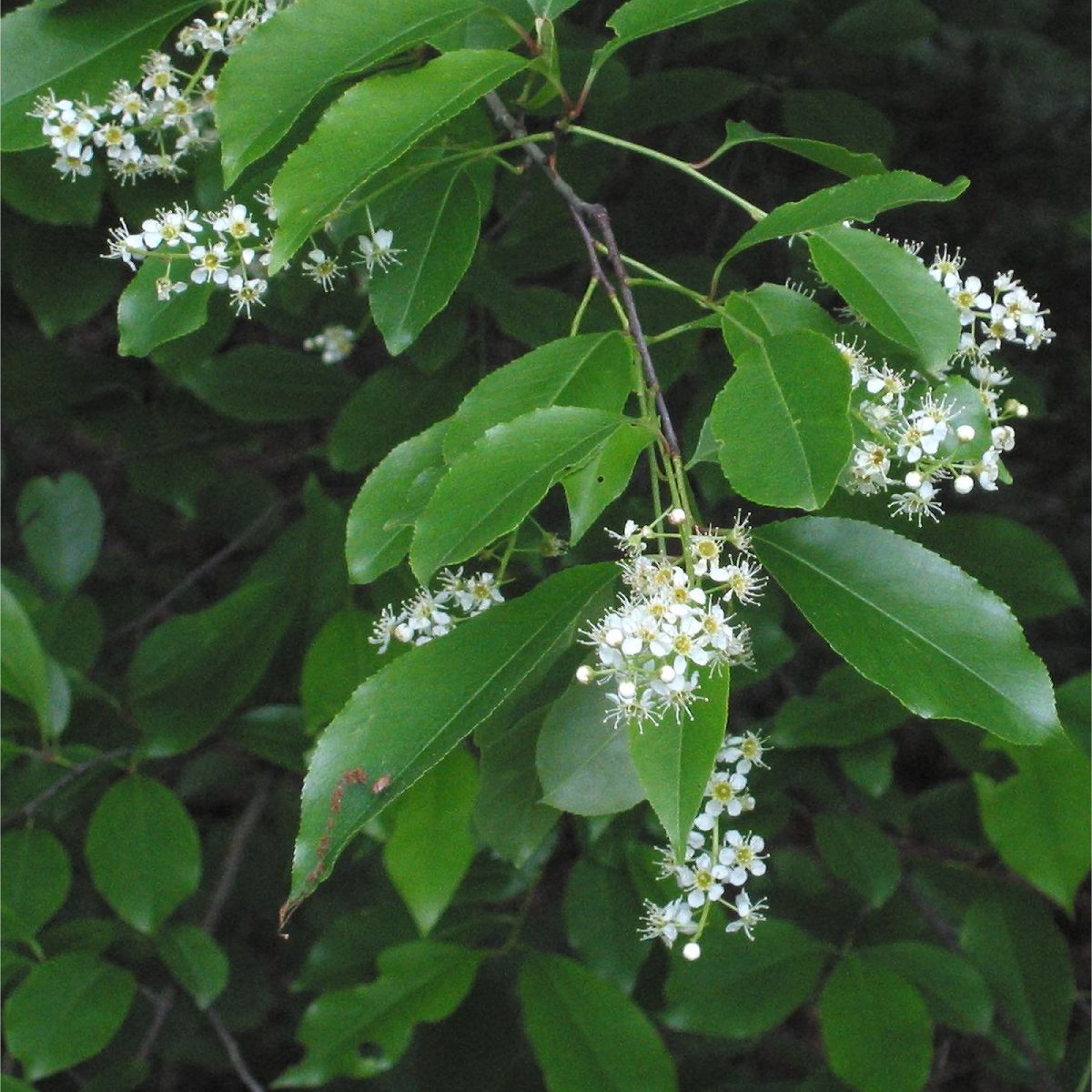 Prunus serotina Plant