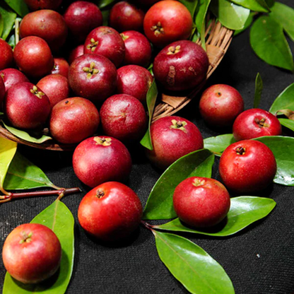 Garcinia indica Kokum Plant