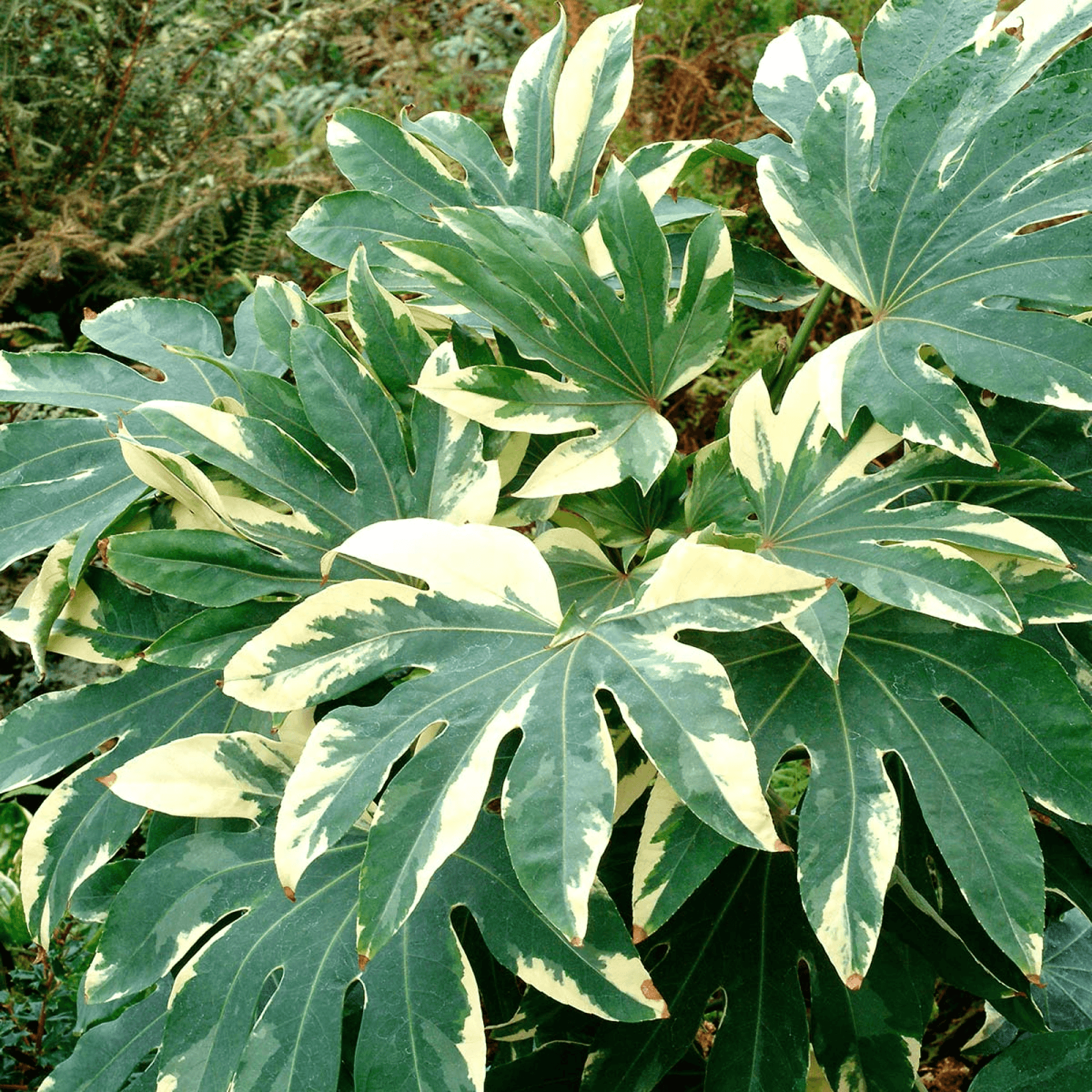 Fatsia japonica variegata Plant