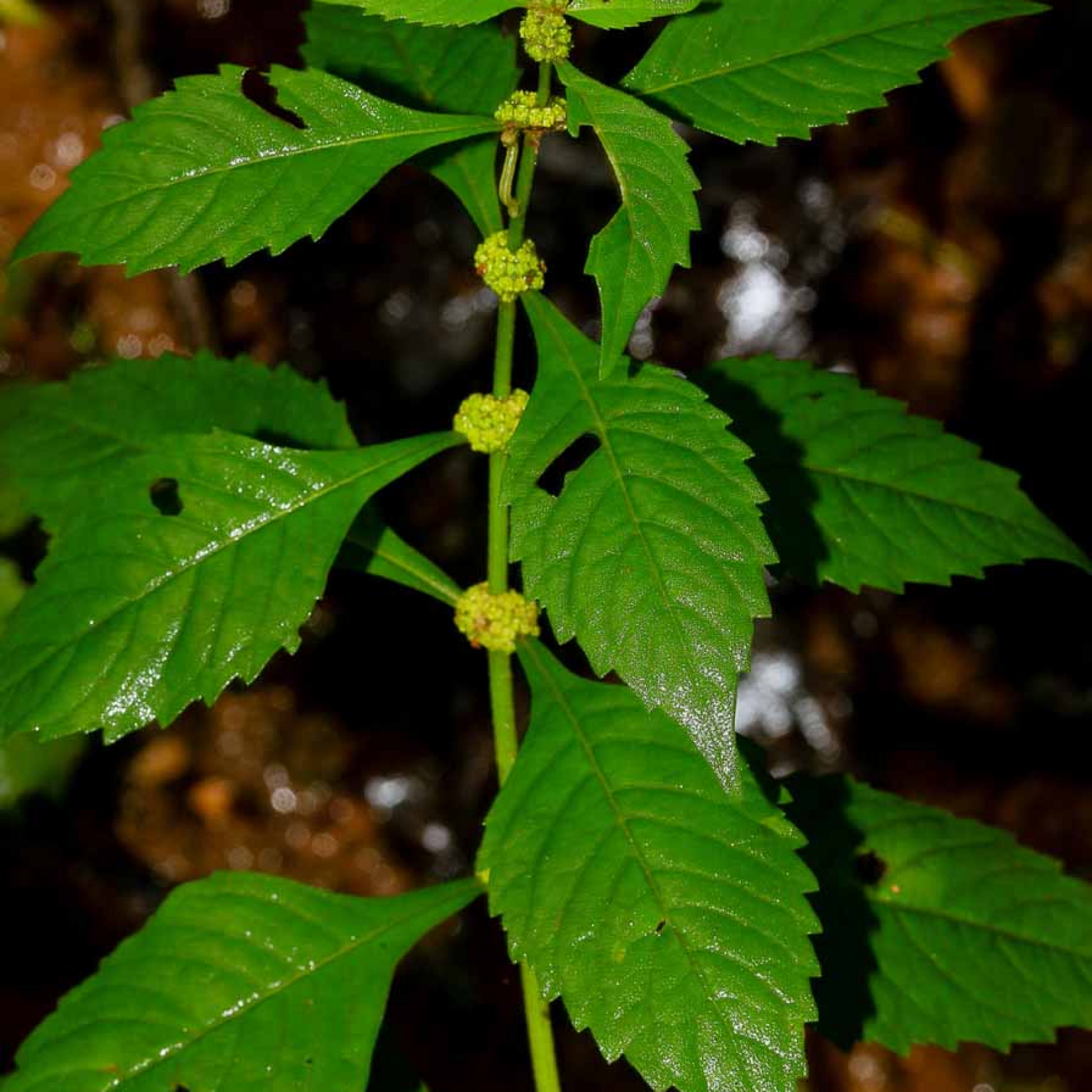 Lycopus virginicus Plant