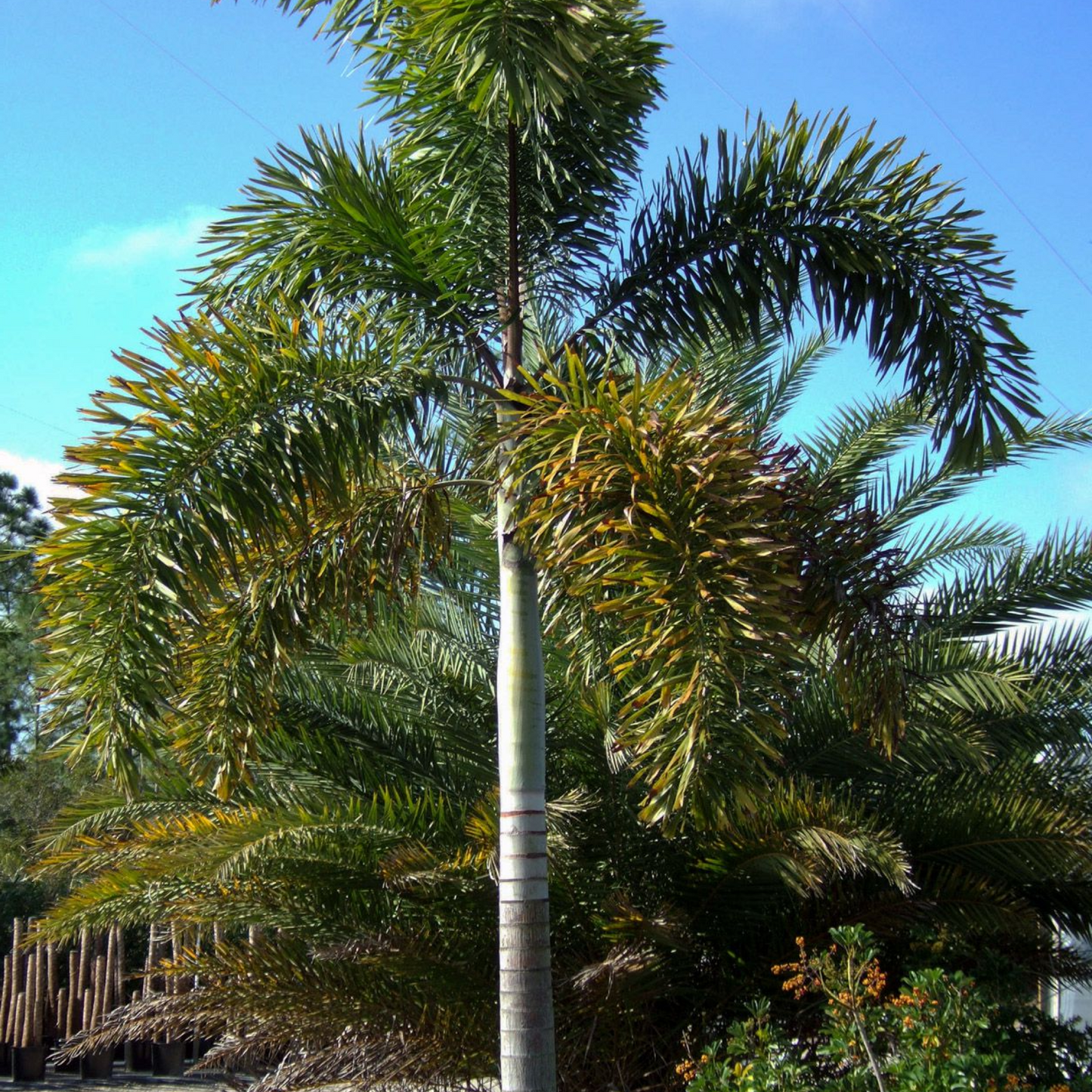 Fox tail palm Plant